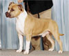 Click here for more detailed American Staffordshire Terrier breed information and available puppies, studs dogs, clubs and forums